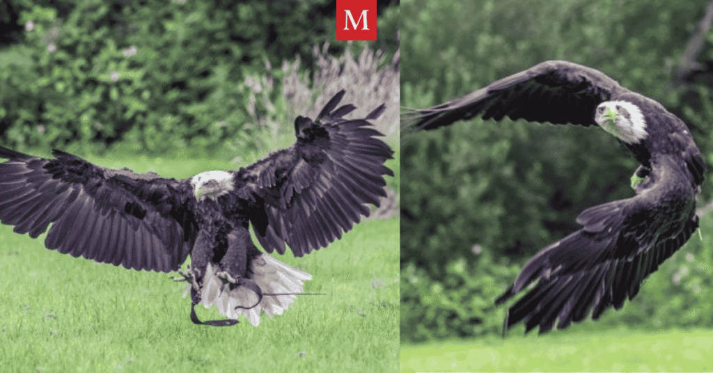 Gauntlet Birds of Prey Gauntlet Birds of Prey