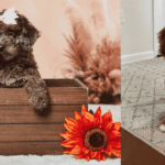 cavapoo