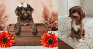 cavapoo