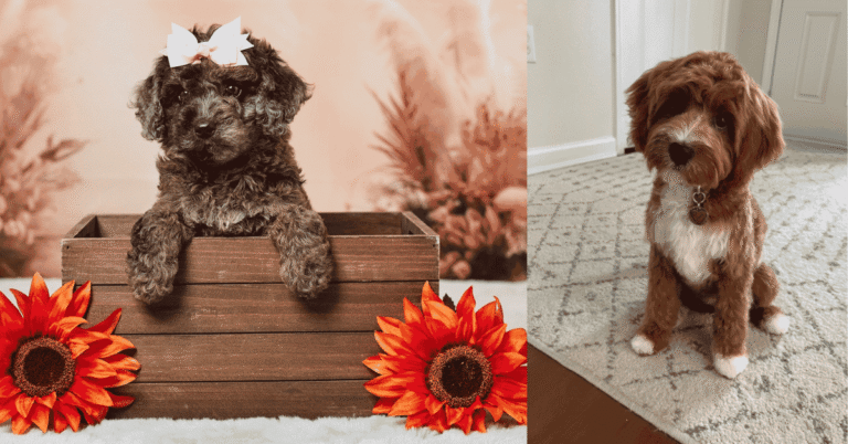 cavapoo