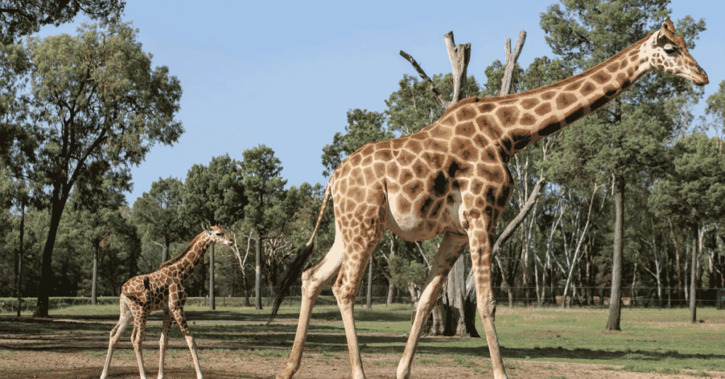 Giraffe feeding with its long giraffe tongue in the wild