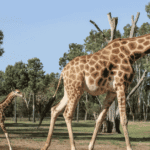 Giraffe feeding with its long giraffe tongue in the wild