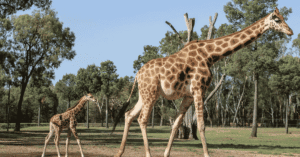 Giraffe feeding with its long giraffe tongue in the wild