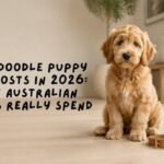 Labradoodle Puppy Care